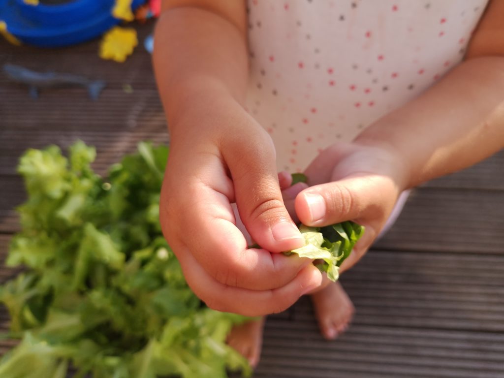 Frischer Salat aus dem eigenen Garten dank dem Salat-Mix von Substral