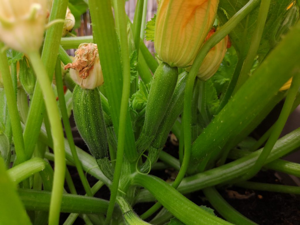 Es geht los: Die ersten Zucchinis wachsen