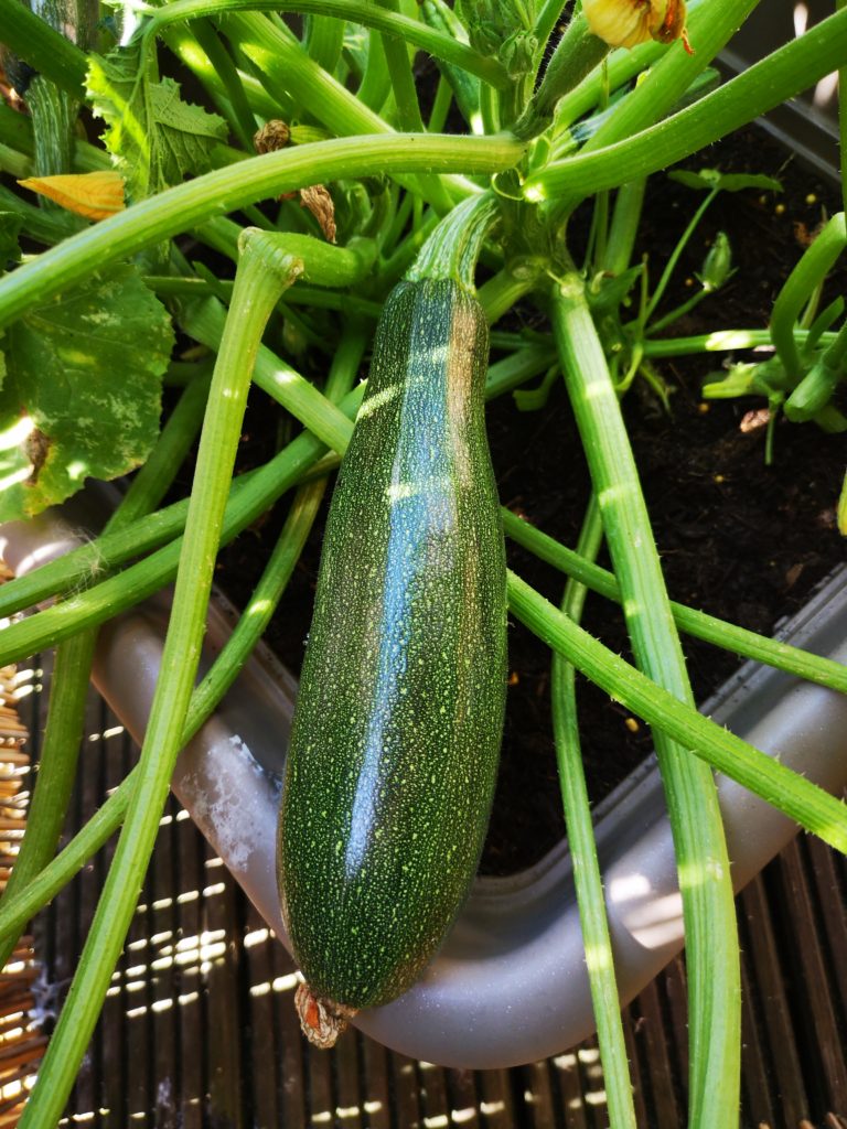 Essreife, große Zucchini