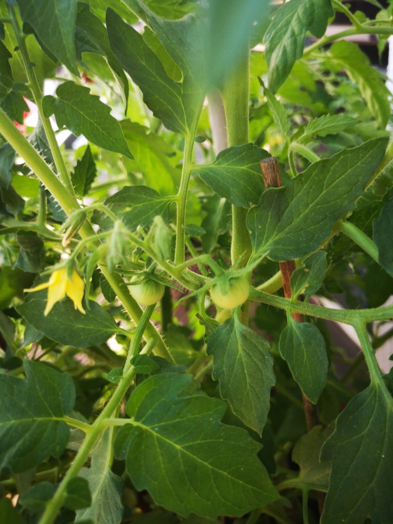 Urban Gardening: Tomaten