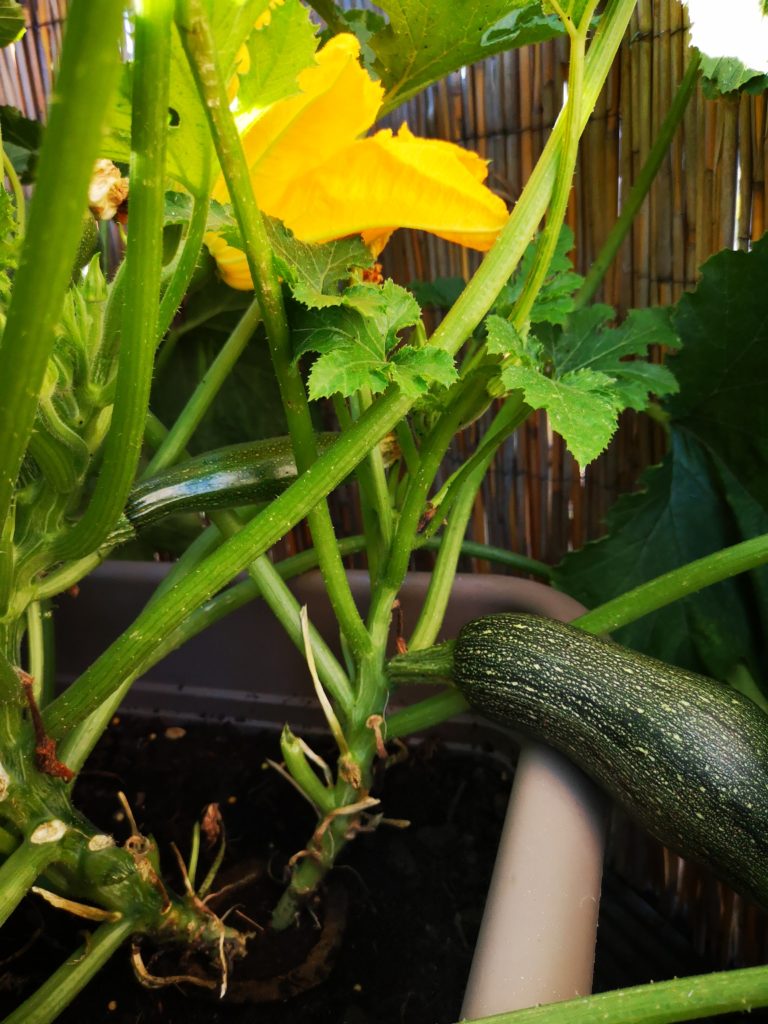 Urban Gardening: Zucchini