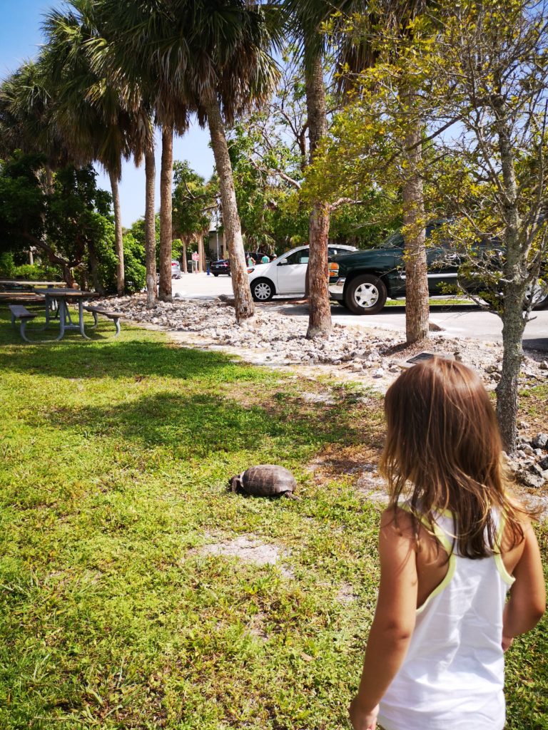 Turtle Watching in Florida