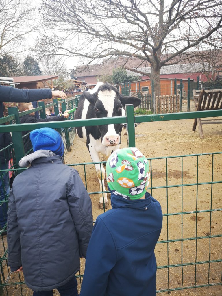 tiere hautnah erleben auf dem gertrudenhof