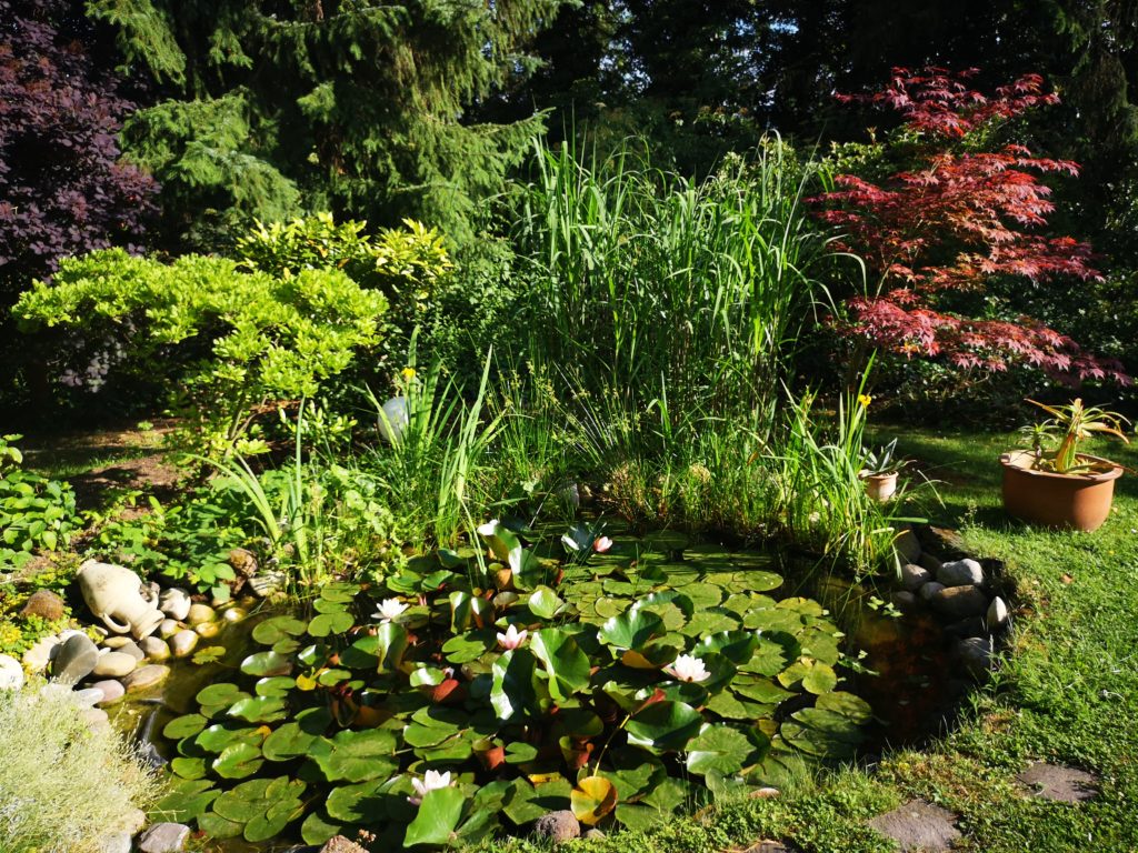 unser teich im garten