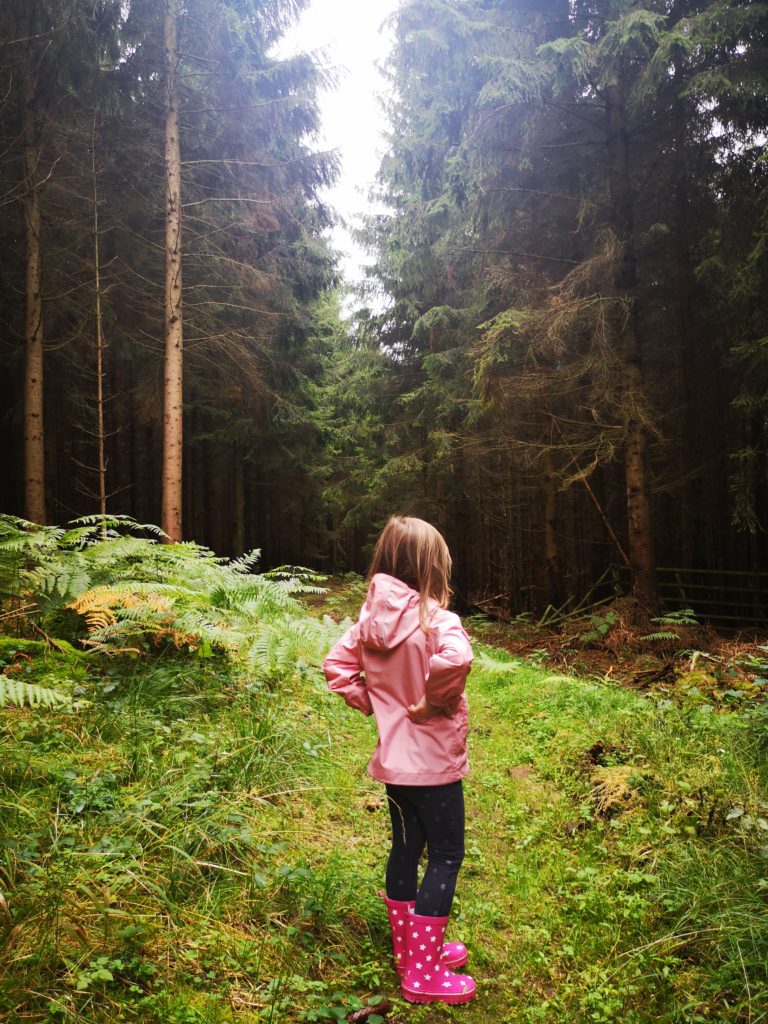 mit kindern den wald entdecken