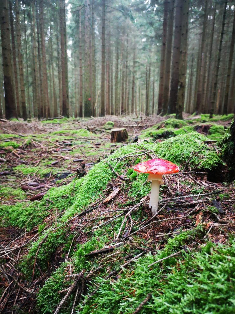 wunderschöner wald