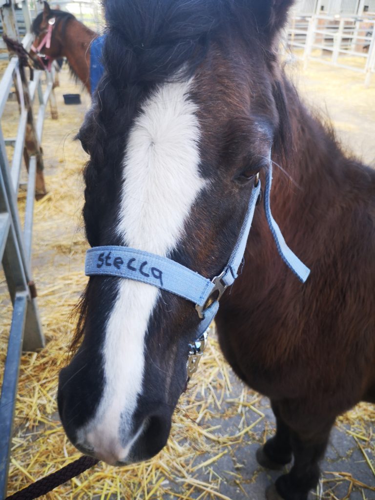 den tieren sehr nah auf einem reiterhof