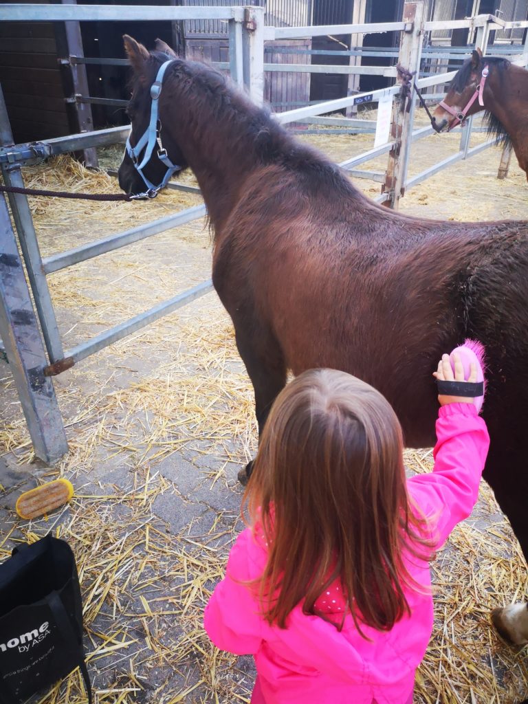 den umgang mit pferden lernen auf einem reiterhof