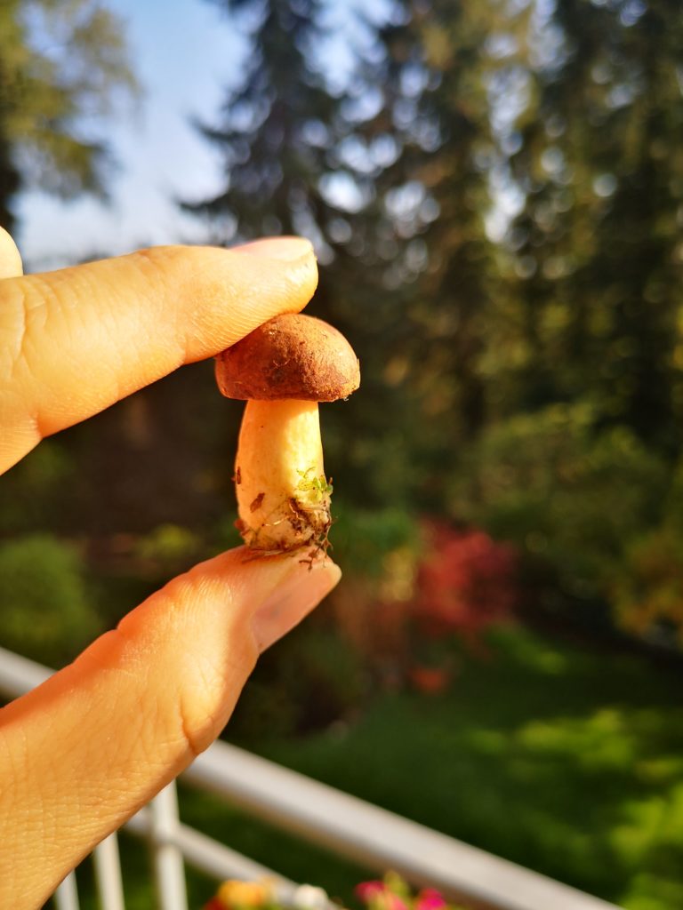 pilze putzen bei schönstem herbstwetter