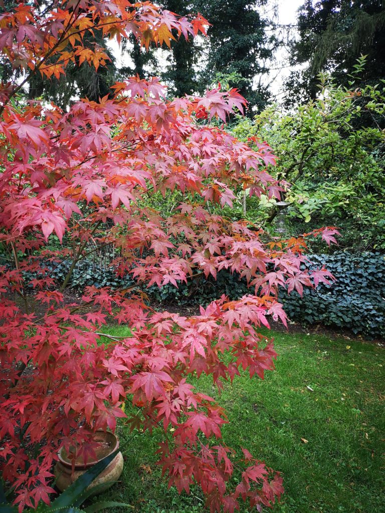 gartenliebe im herbst