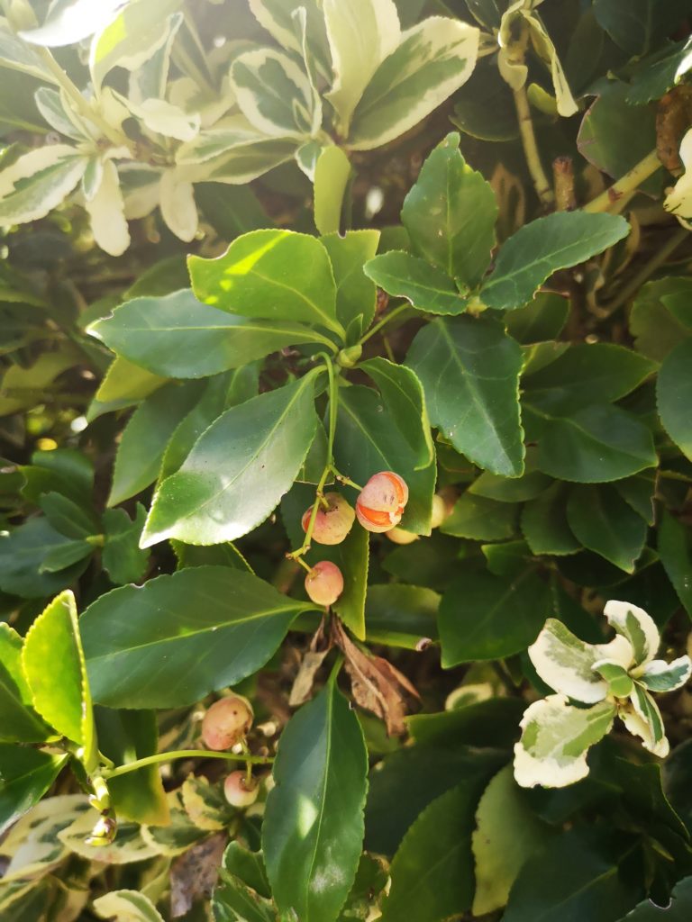 den garten beschneiden für den winter