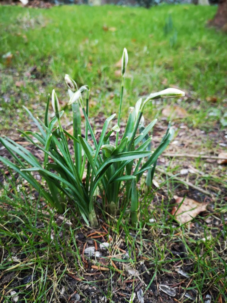 Schneeglöckchen im Garten 