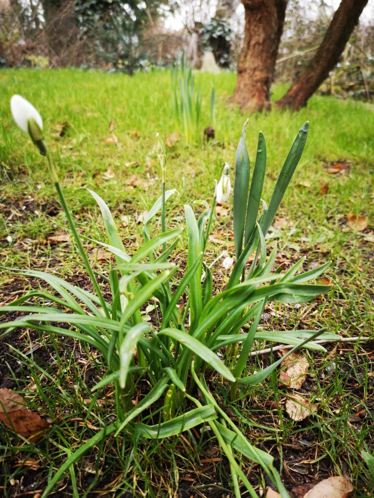 schneeglöckchen im garten