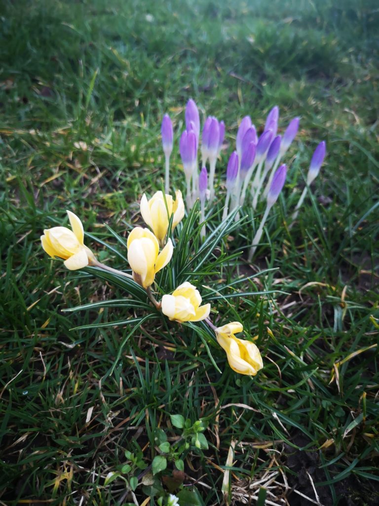 frühlingsblüher im februar