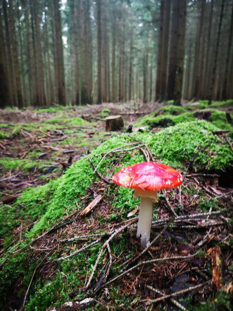 entdeckte Pilze im Wald