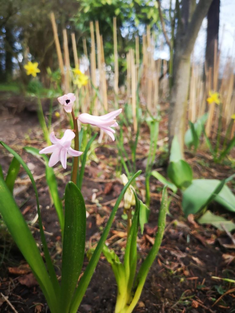 frühlingsblüher im garten