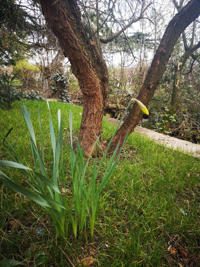 spielideen für draussen: selbst ausgesäte Blumen im Garten