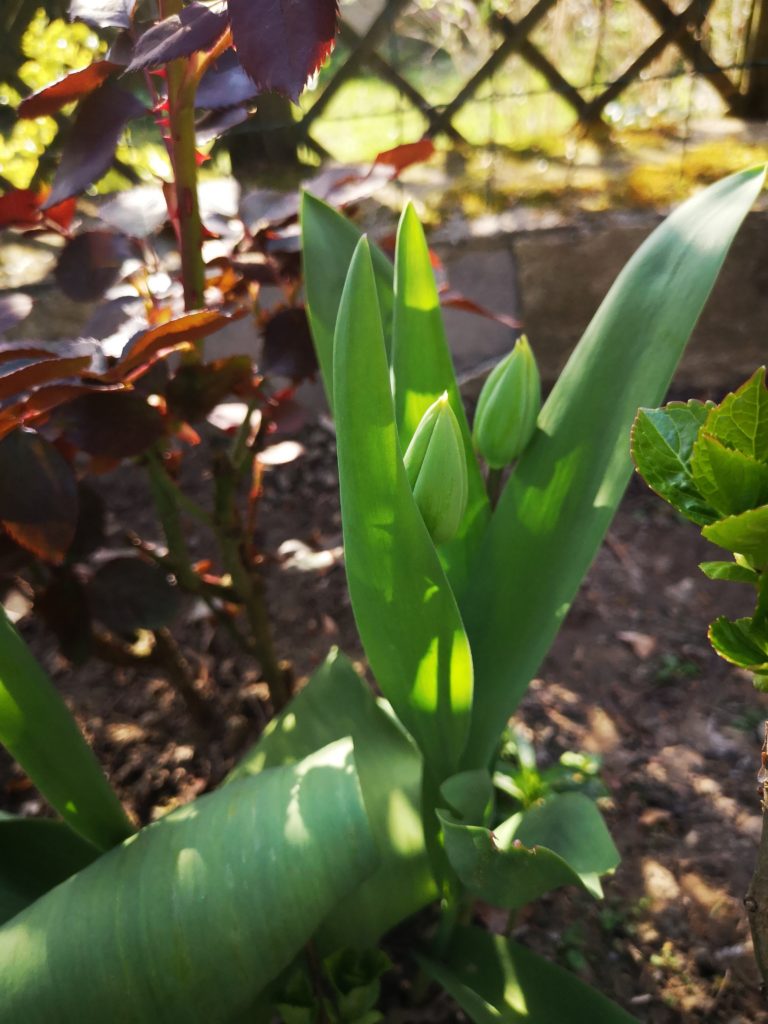 tulpen im eigenene garten