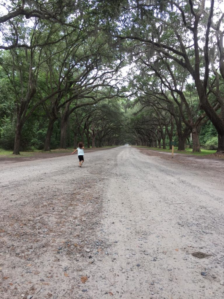 unter eichen entlang bei der wormsloe plantation