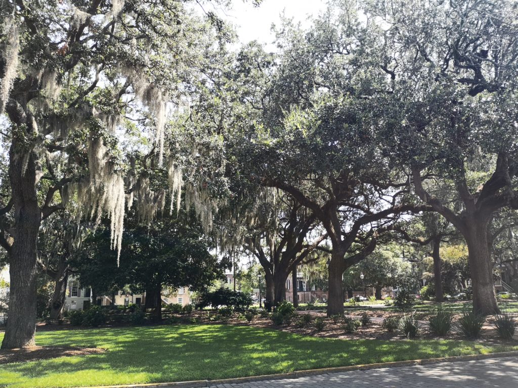 savannah in georgia