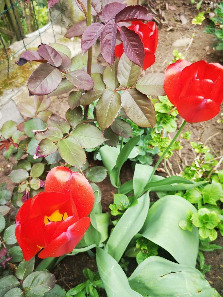 Tulpen im Garten 