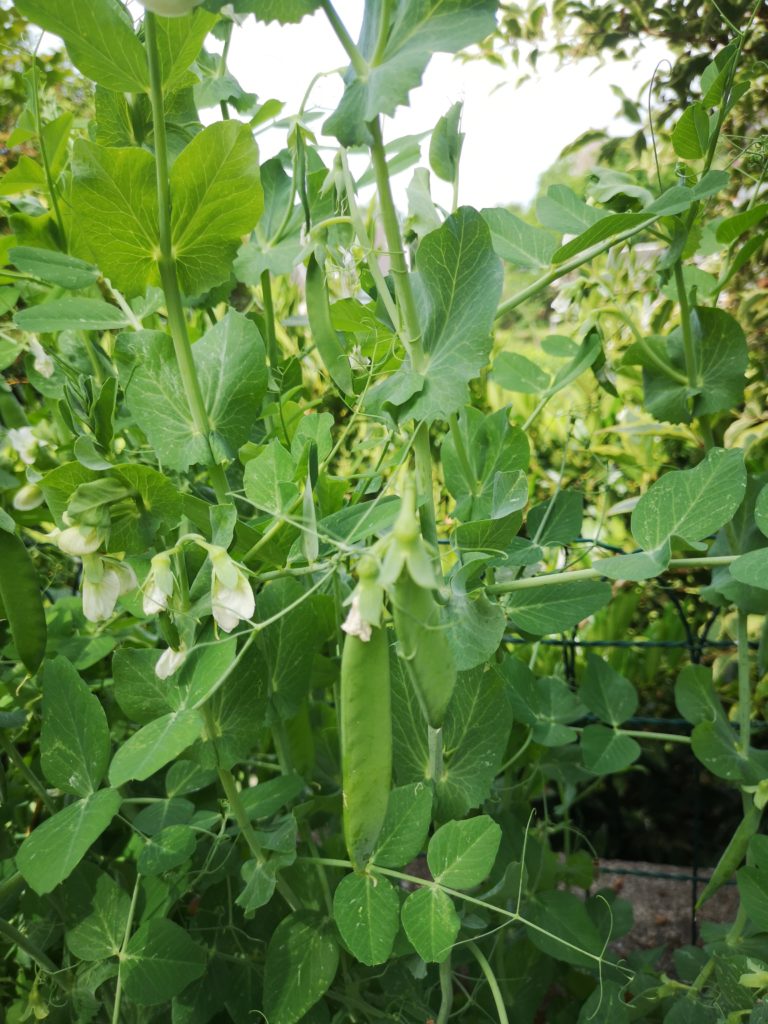 erbsen aus dem eigenen garten