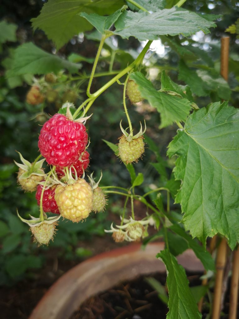 himbeeren aus dem eigenen garten