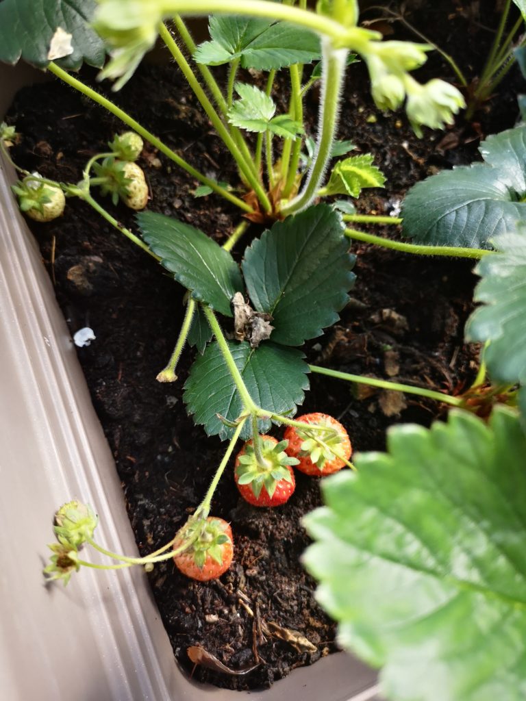 erdbeeren aus dem eigenen garten