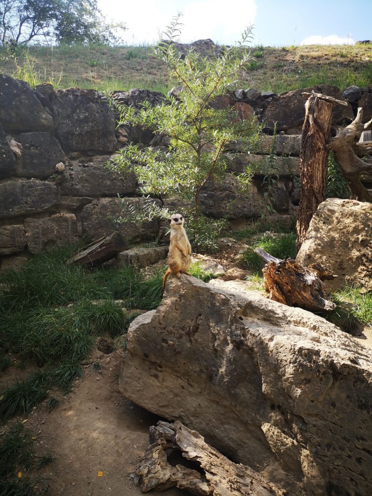 erdmännchen im opel-zoo