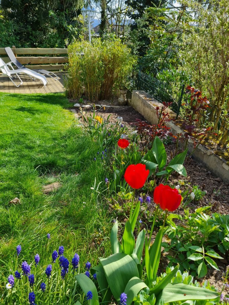 garten vor dem gartenprojekt