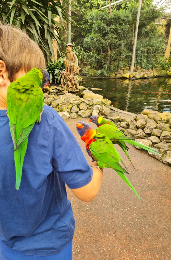 Der Lorigarten im Junglepark De Orchideeënhoeve