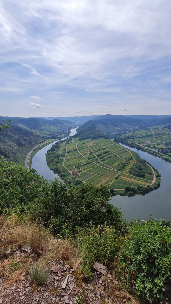 ausblick auf die moselschleiffe vom calmont-höhensteig