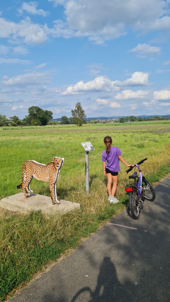 mit dem fahrrad durch schwalm statt safari