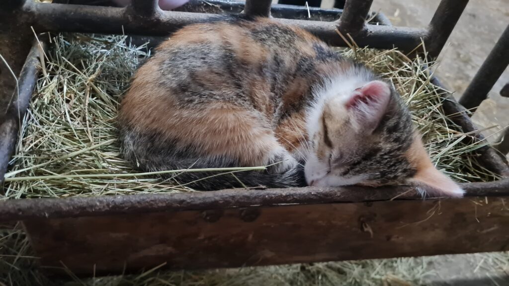 Babykatzen auf dem Hof Ziegler