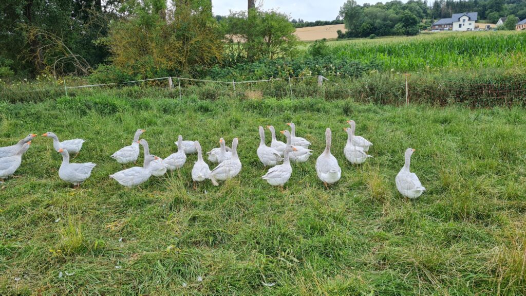 Die Gänse im Fassdorf