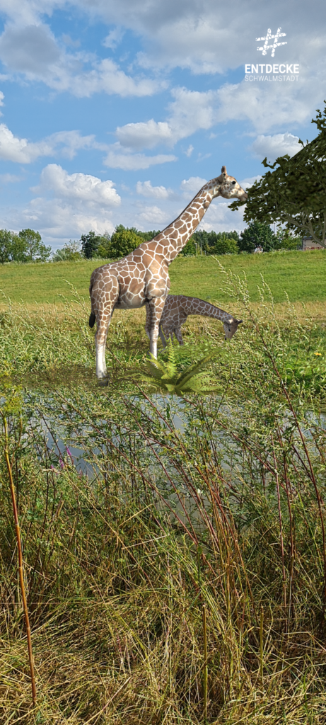 schwalm statt safari: giraffen in echt dank augmented reality