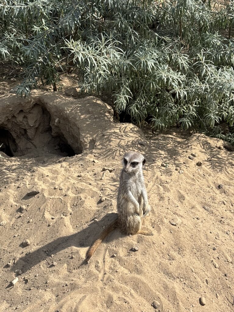 ZooParc Overloon: Die Erdmännchen