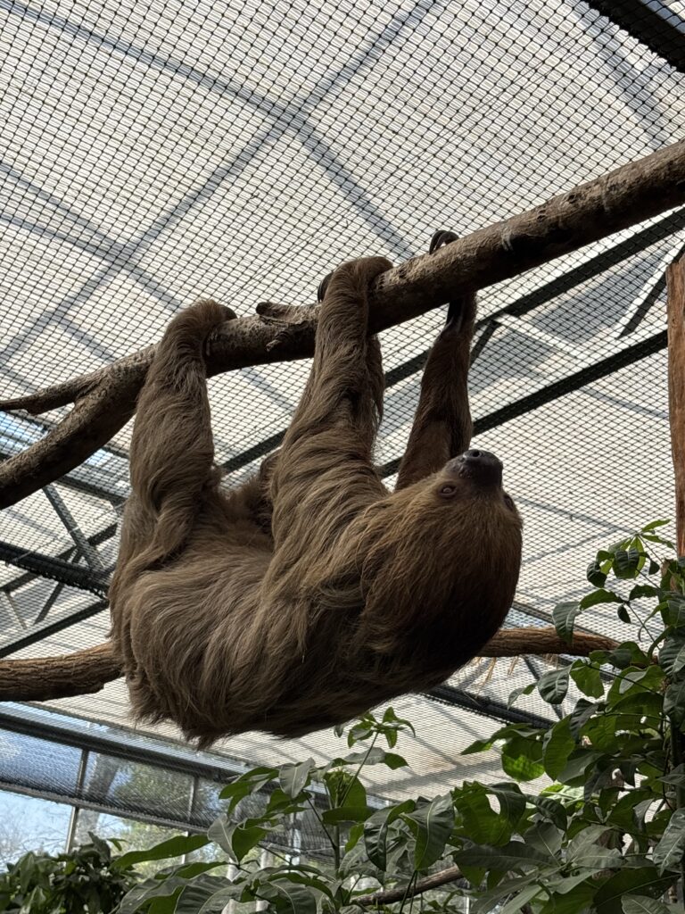 ZooParc Overloon: Dem Faultier ganz nah