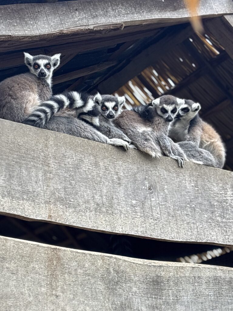 ZooParc Overloon: Die Lemuren